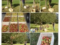Apfelernte 2016